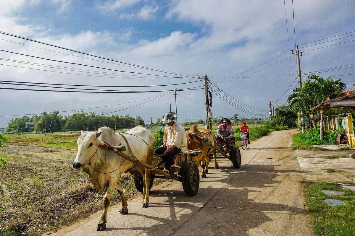 Khám Phá Vẻ Đẹp Yên Bình Của Làng rau Ngọc Lãng