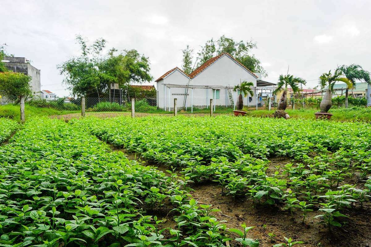 Lịch Sử Làng rau Ngọc Lãng: Từ Vùng Đất Khai Hoang Đến Vựa Rau Xanh